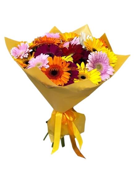 Kimp gerberatest "K-1522"