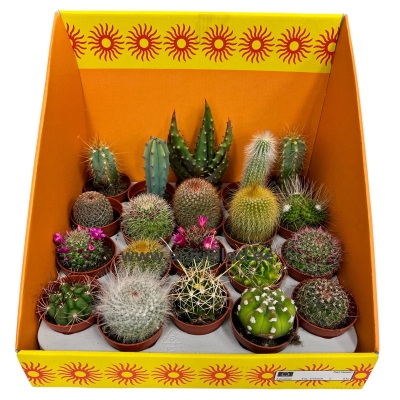 Kaktus potis «PL-9»