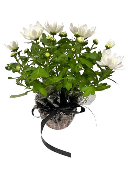 Krüsanteem valge potis «MPL-1»