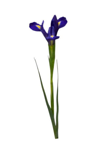 Iiris