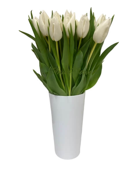 Tulips white