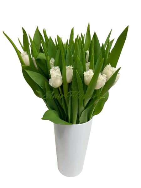 Tulips white