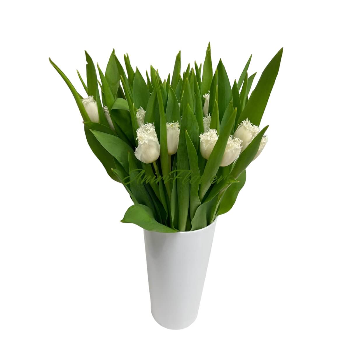 Tulips white