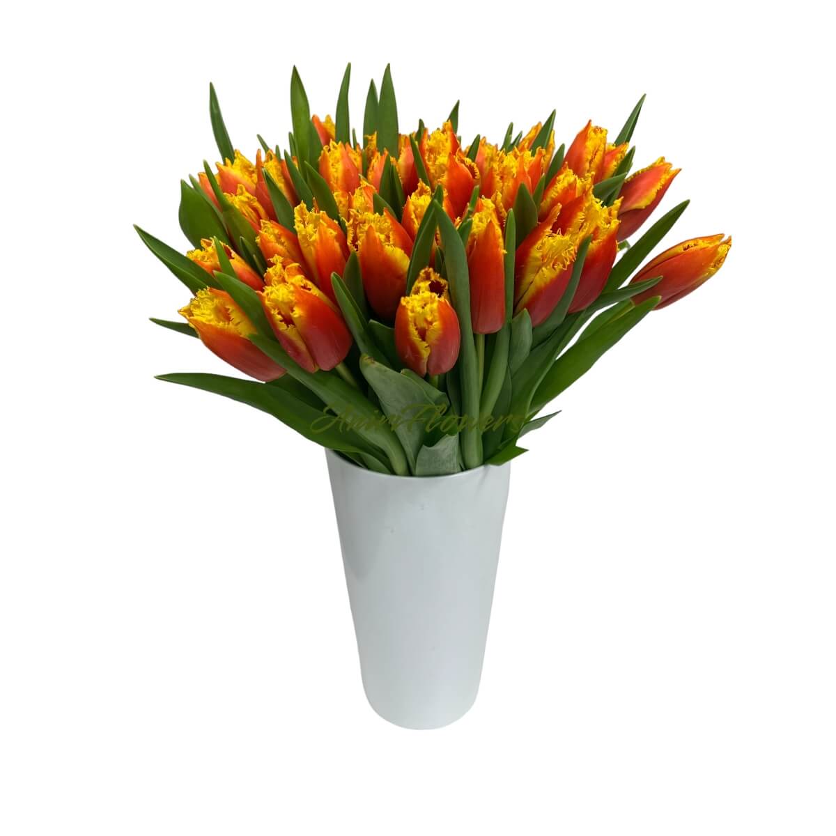 Tulp Davenport