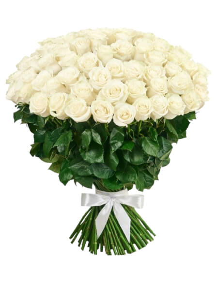 Valge ecuadori roosikimp