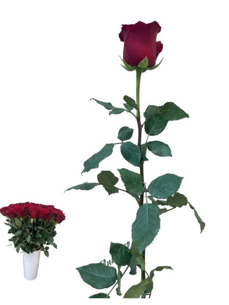 Ecuadori roos Explorer