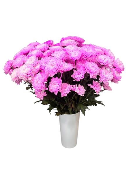 Chrysanthemum pink