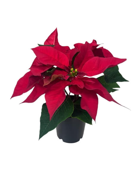 Рождественская звезда в горшке