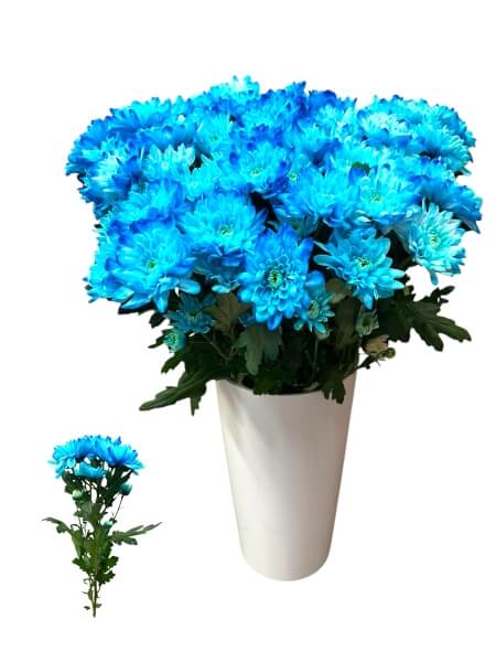 Krüsanteemi oks sinine