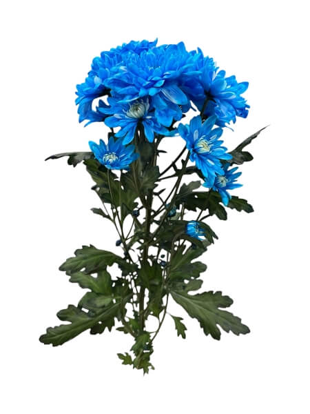 Krüsanteemi oks sinine