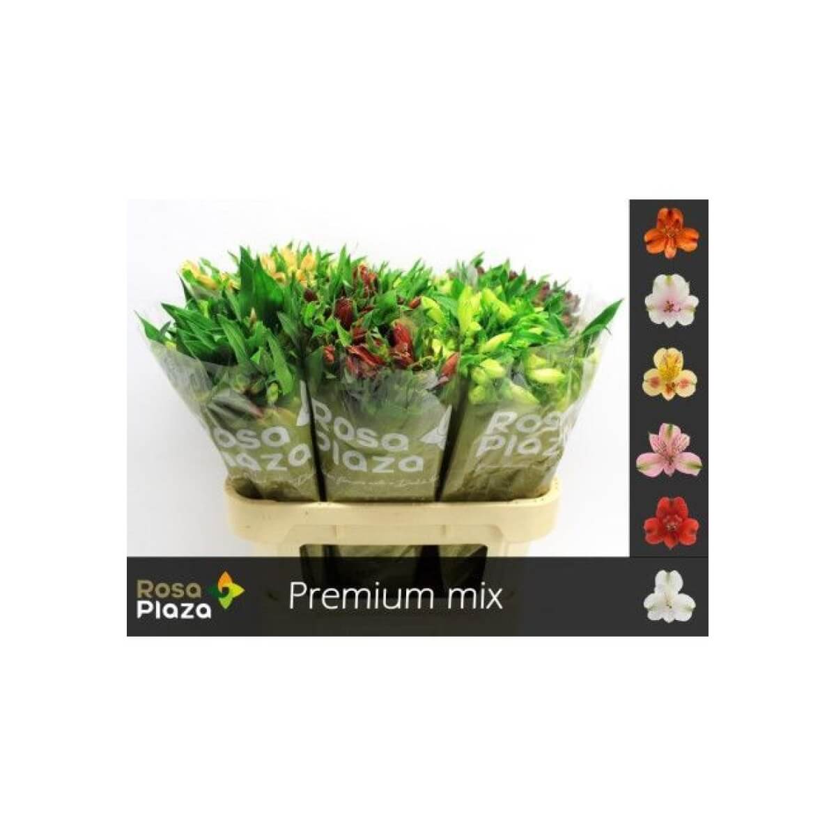 ALSTROMEERIA GEM IN FUST (75)