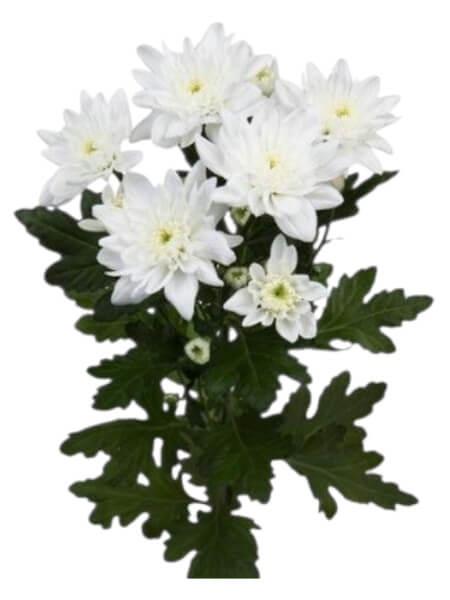 CHR T PINA COLADA (70)