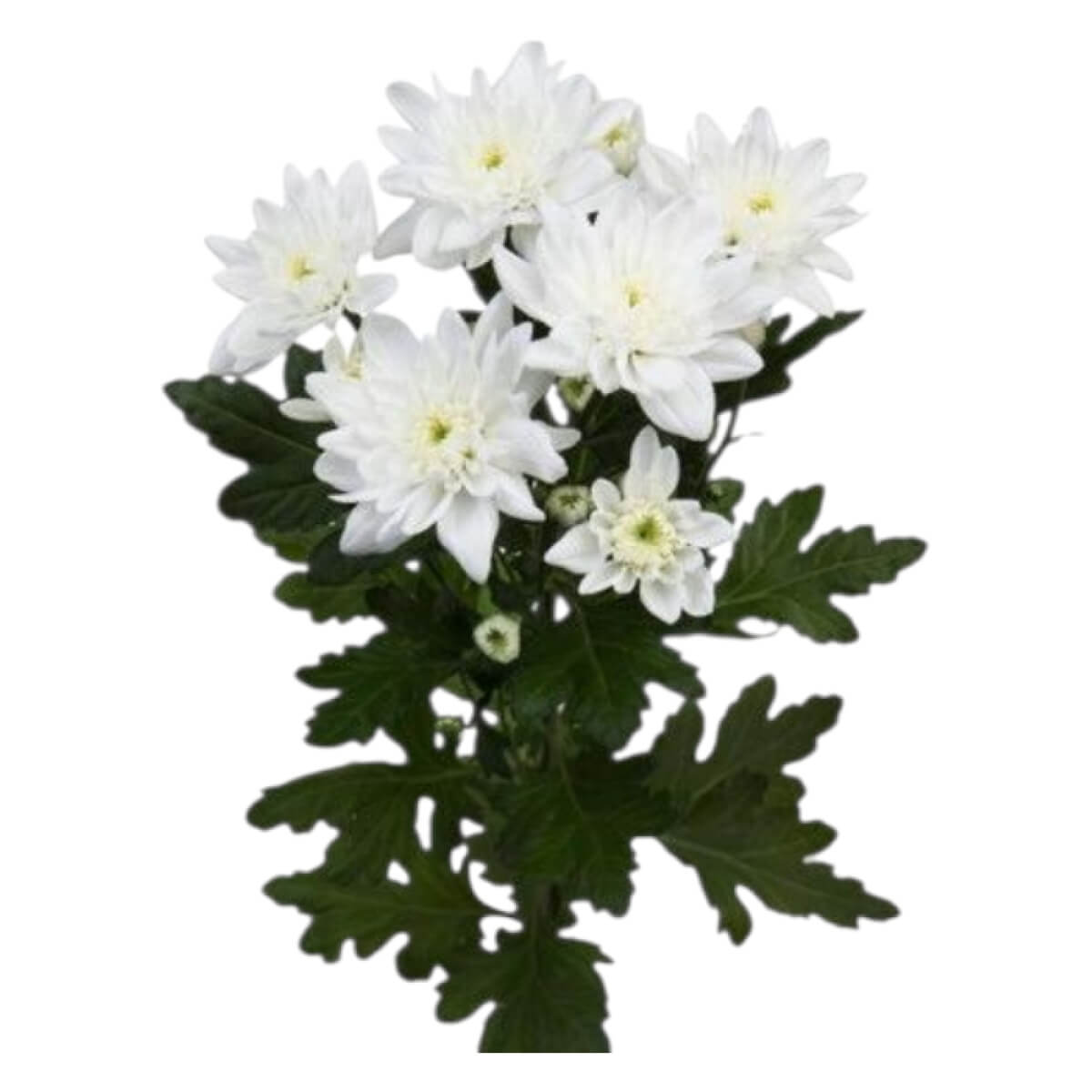 CHR T PINA COLADA (70)