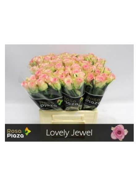 R GR LOVELY JEWEL (40)