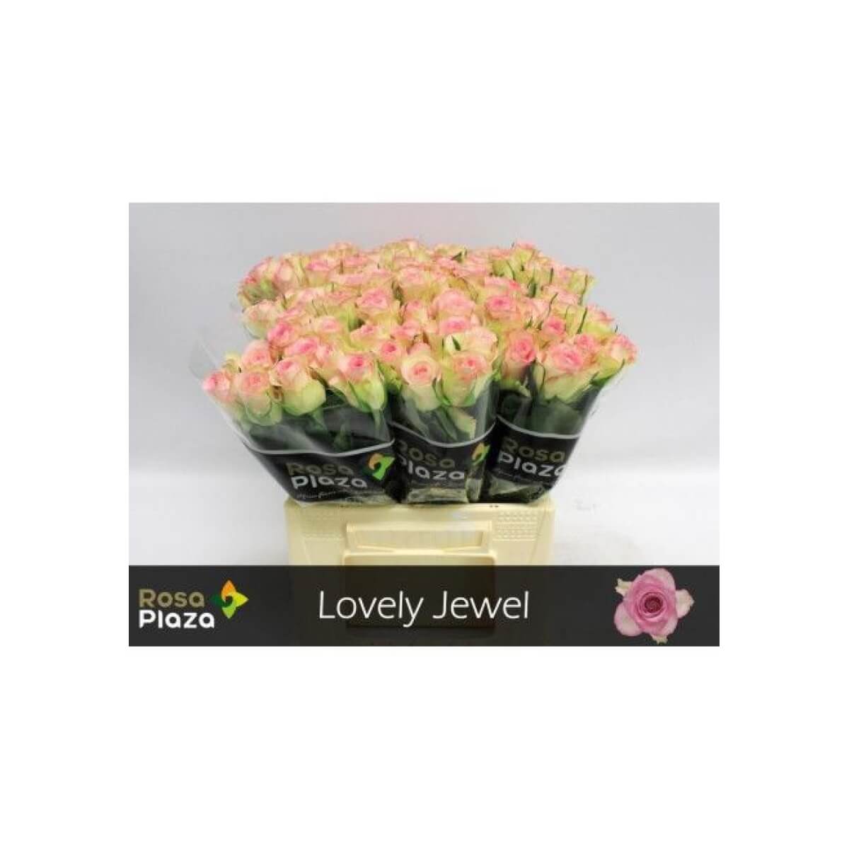 R GR LOVELY JEWEL (40)