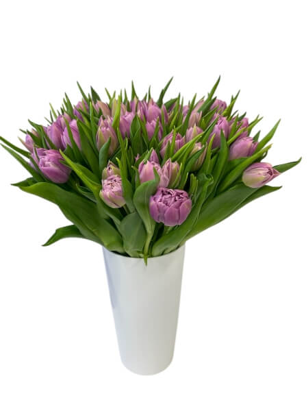 Tulp Double Price