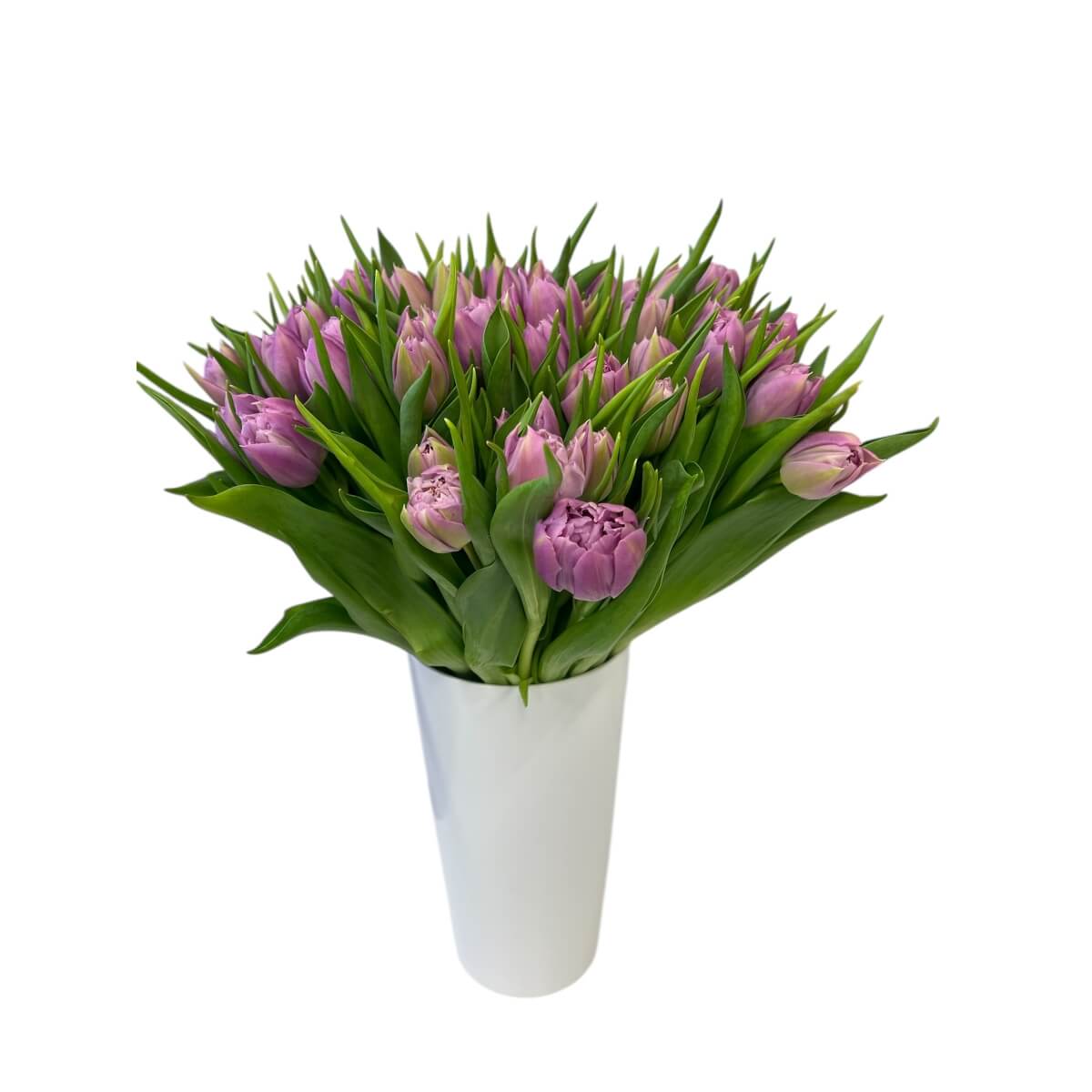 Tulp Double Price