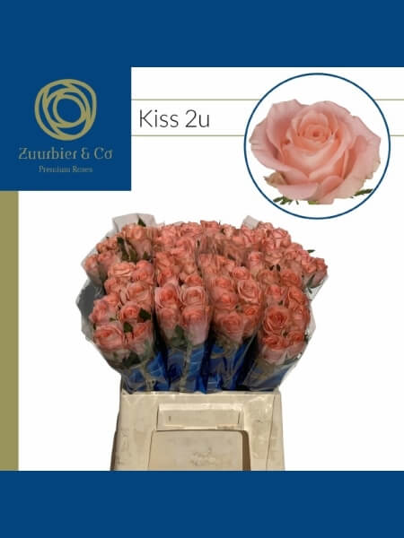 Roos  Kiss 2U 40 см