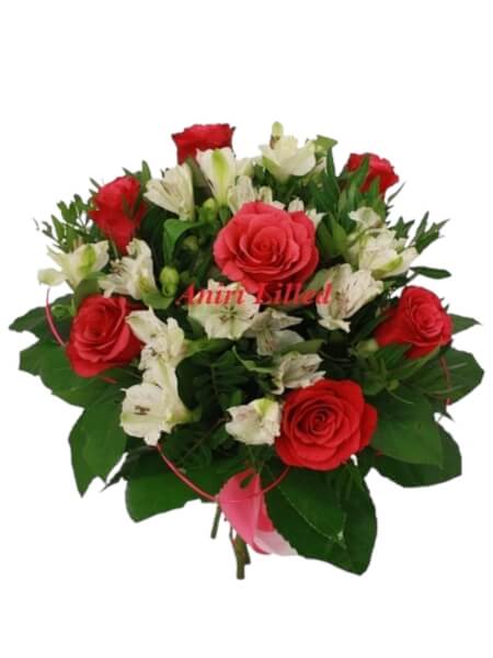 Lillekimp "Tacazzi" K-52