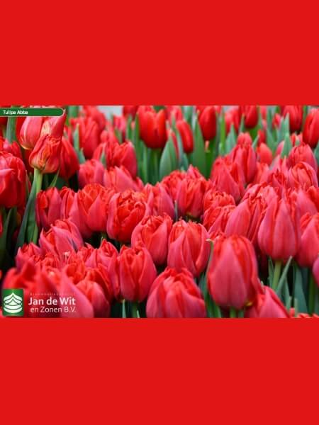 Tulp Abba
