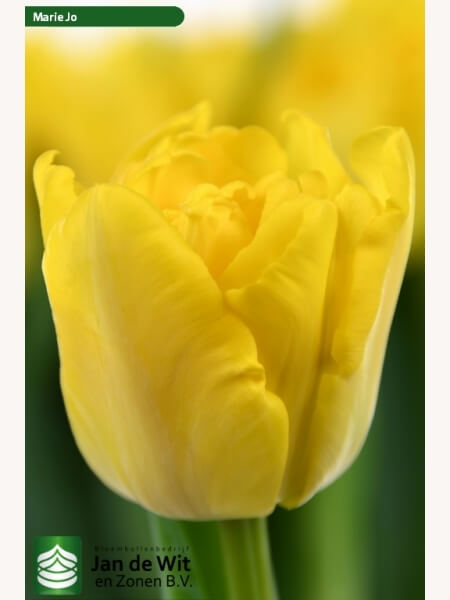 Tulp Marie Jo