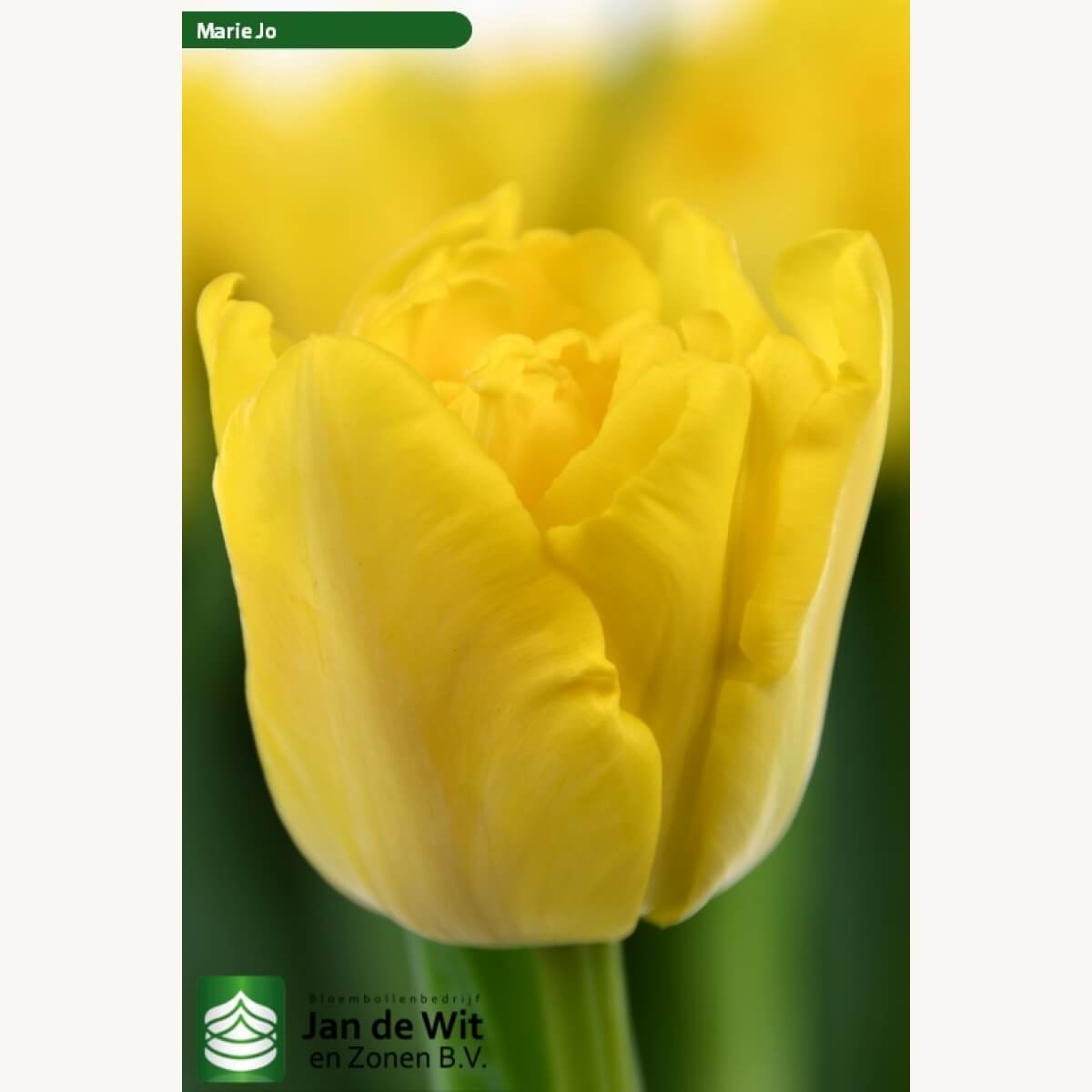Tulp Marie Jo