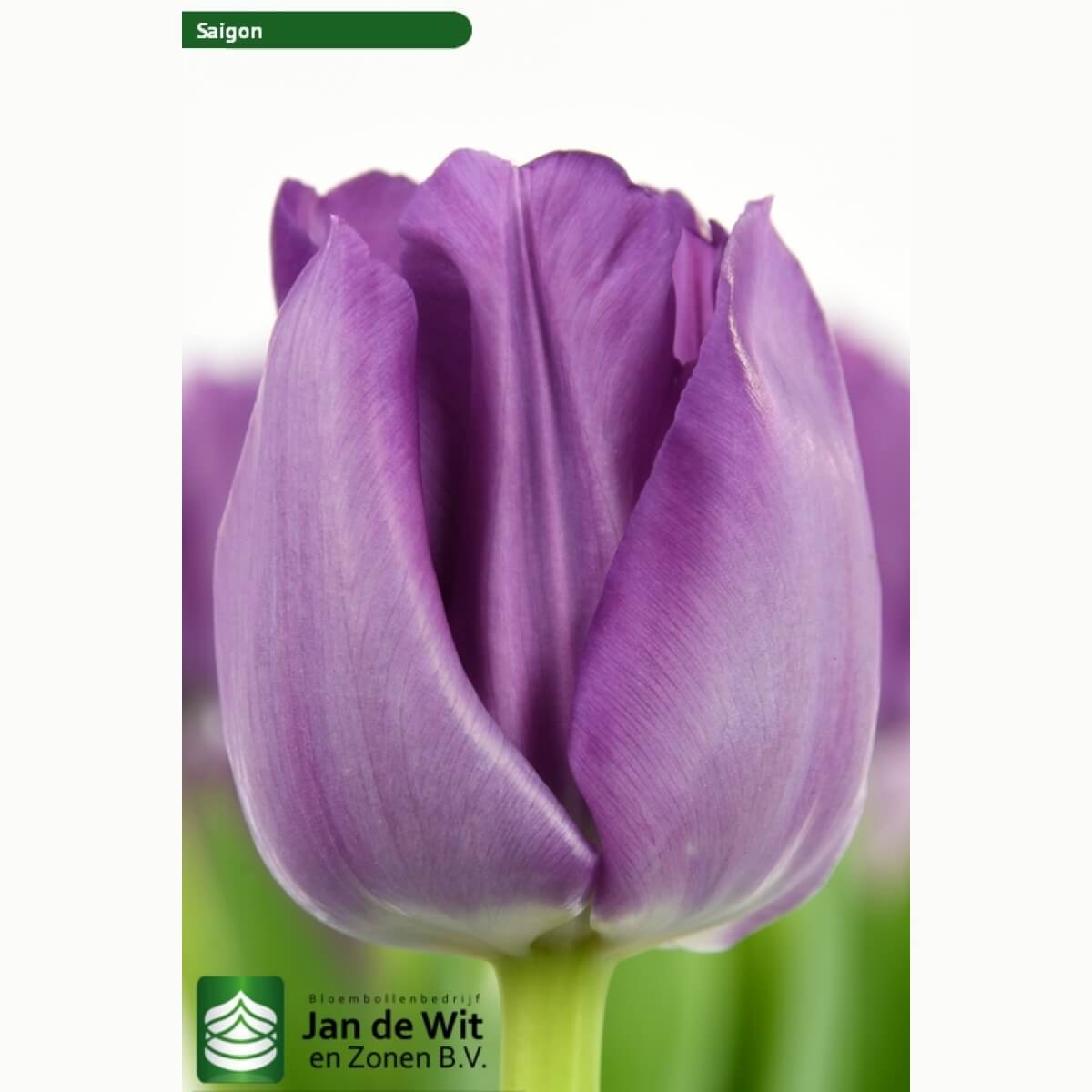 Tulp Saigon Double