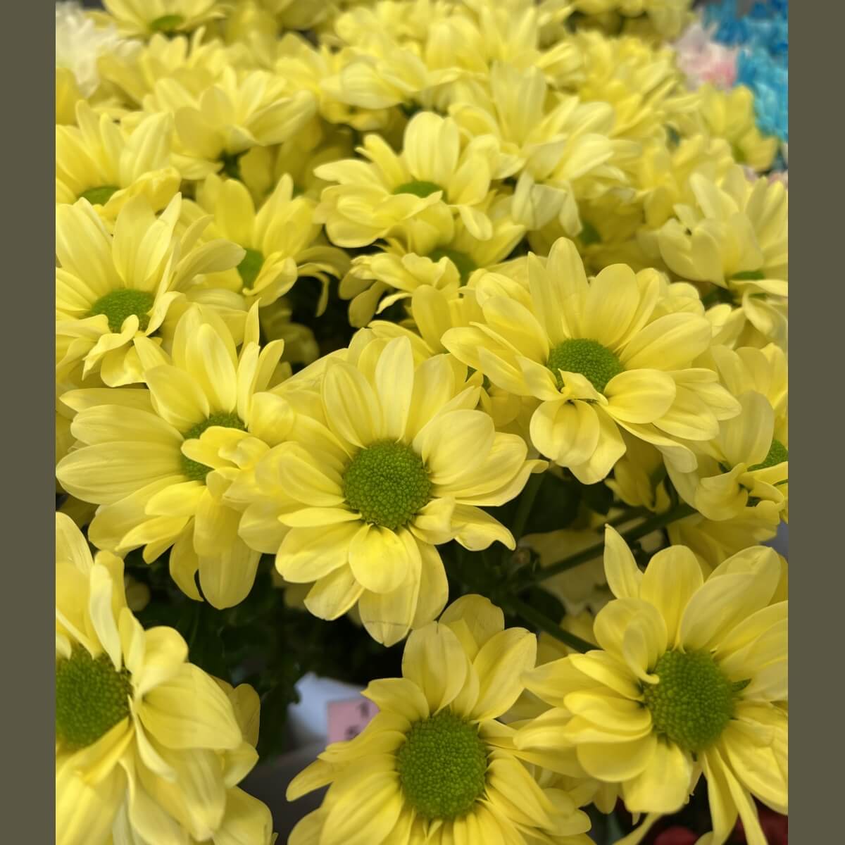 Krüsanteemi oks kreem