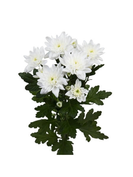 Хризантема кустовая  Pina Colada