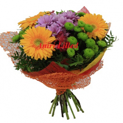 Lillekimp gerberatest "K-59"