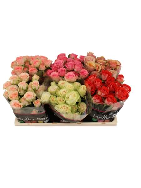 Кустовая роза 70 cm эквадор
