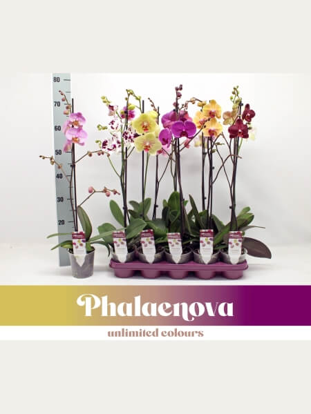 Phal Gem 6 Kl 1 steam
