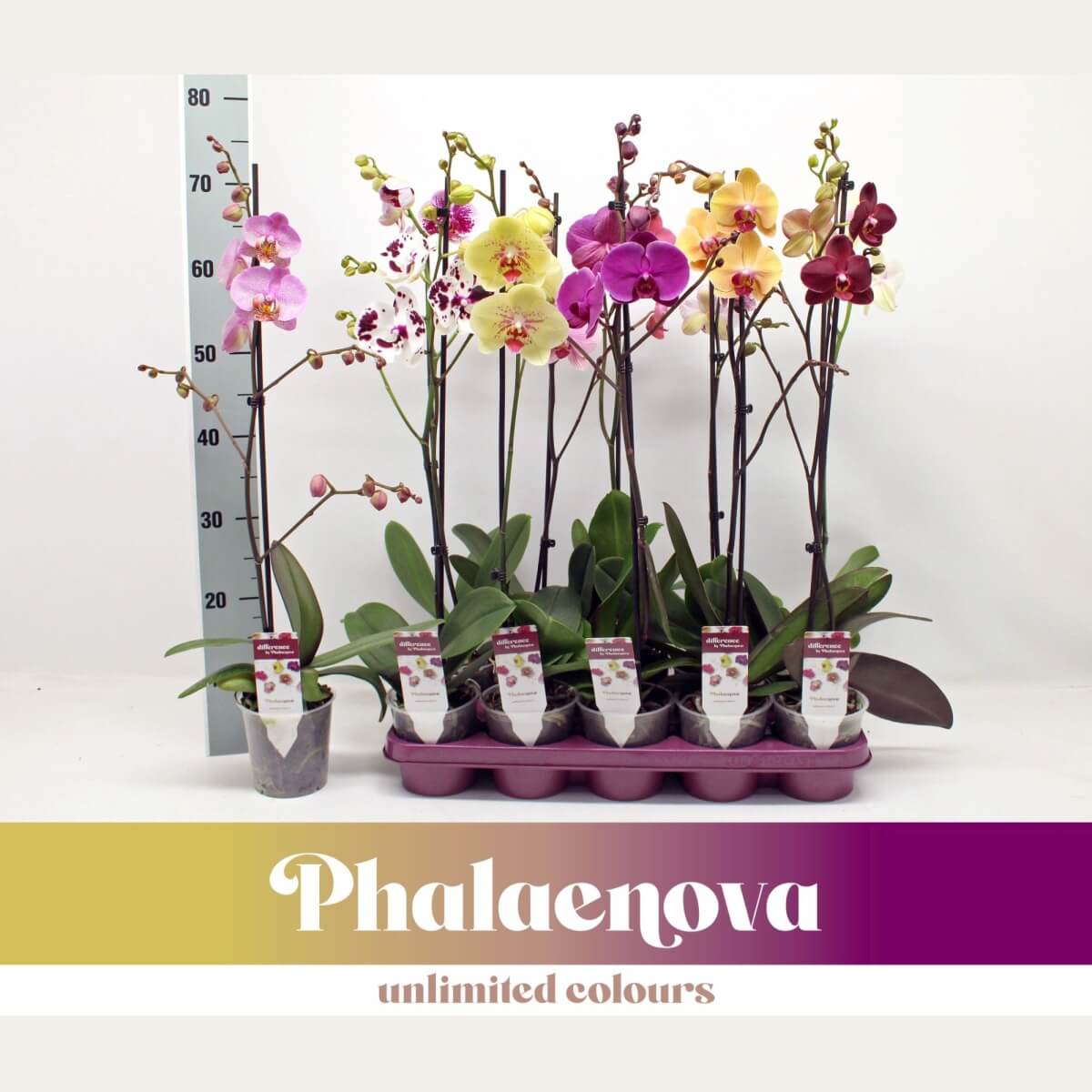 Phal Gem 6 Kl 1 steam
