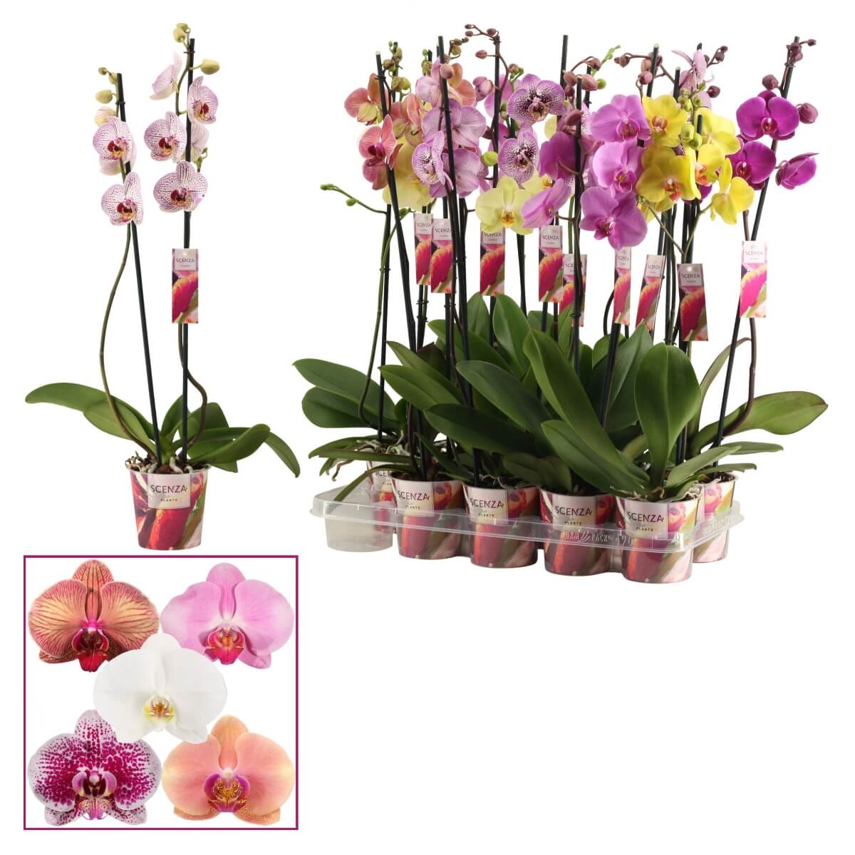 Phal Gem 6 Kl 2 steam