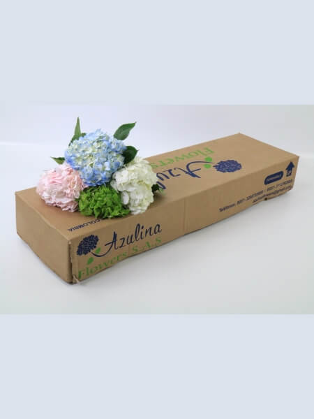 Hydrangea Premium Mix