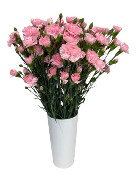 Kobarnelk roosa "KN-3"