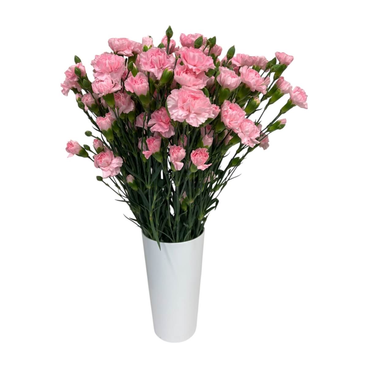 Kobarnelk roosa "KN-3"