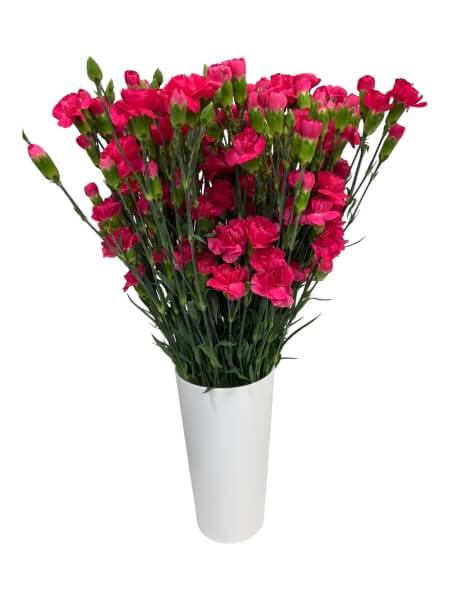 Kobarnelk tume roosa