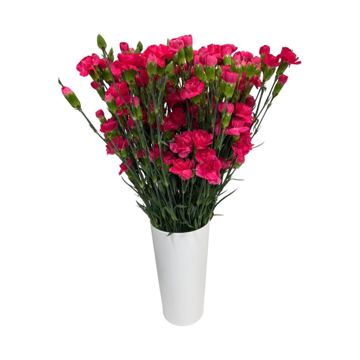 Kobarnelk tume roosa