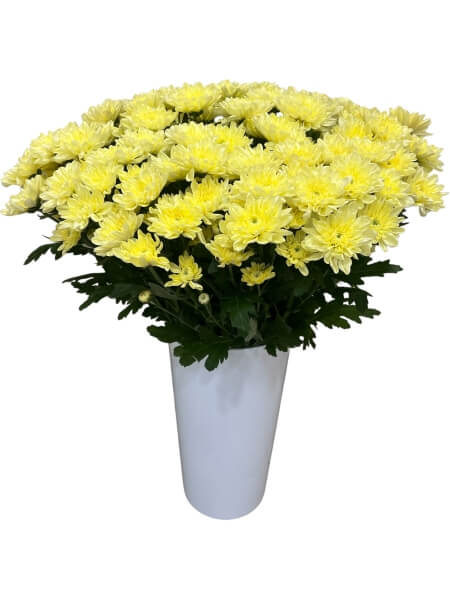 Krüsanteemi oks kreem "L-7"