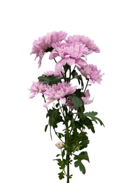 Krüsanteemi oks lilla "L-8"