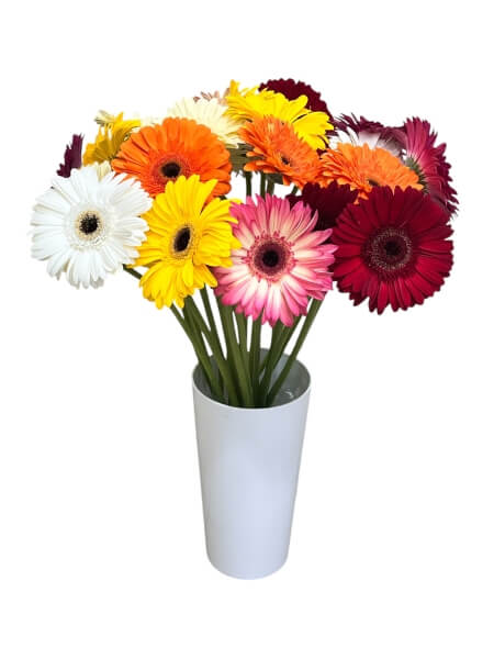 Gerbera mix "L-2"