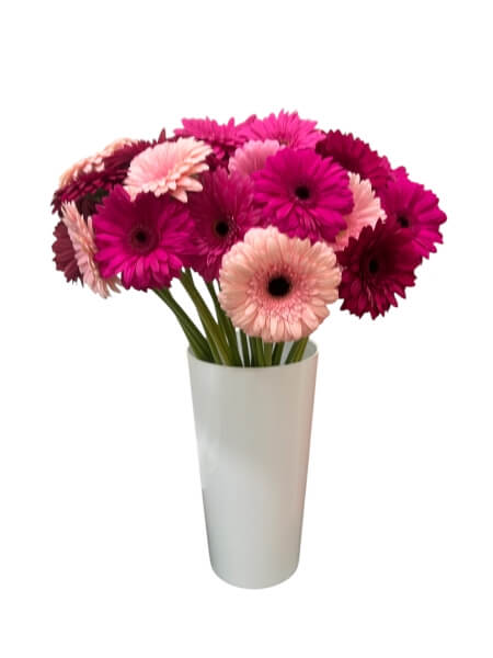 Гербера разноцветная "L-2"