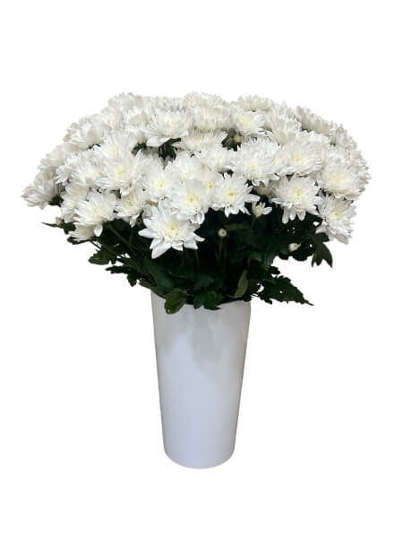 Krüsanteemi oks valge "L-9"