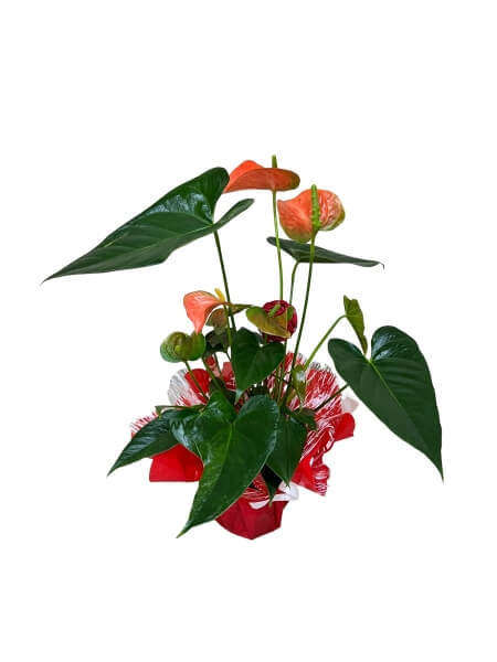 Anthurium potitaim / Flamingolill dekoreeritud