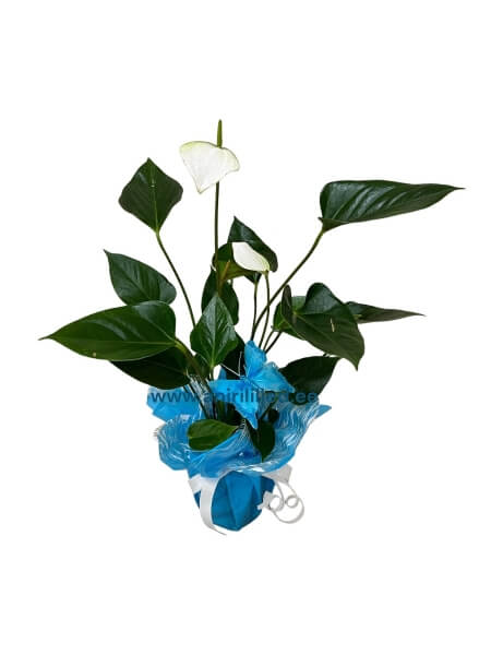 Anthurium potitaim / Flamingolill dekoreeritud “PL-42”